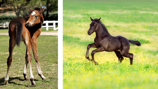 ostéopathe equin seine-et-marne